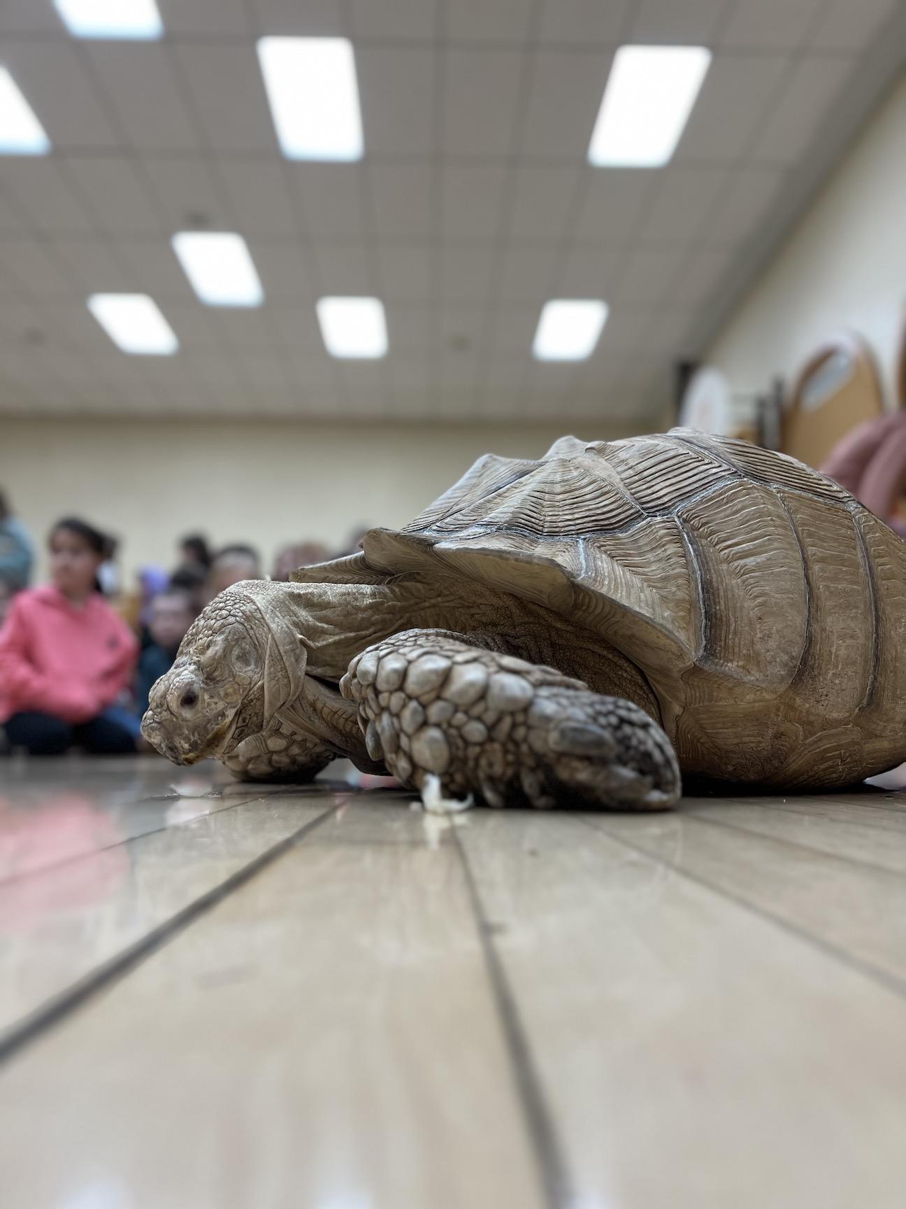 Sheldon the tortoise roams the auditorium during the assembly